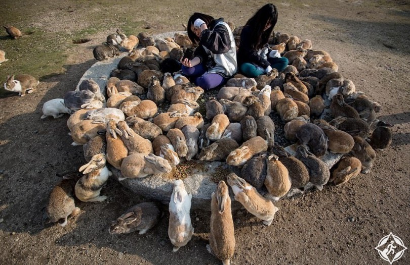 معلومات عن جزيرة الأرانب في اليابان