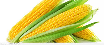 تعرف معنا على اسرار وفوائد حبوب الذرة الصة الصفراء للصحة والجسم