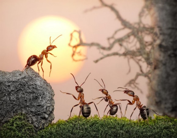 تفسير حلم رؤية النمل