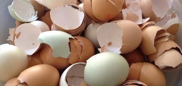 كيف تحول قشر البيض إلى مادة مفيدة