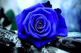 معنى الوردة الزرقاء – ماذا تعنى الوردة الزرقاء