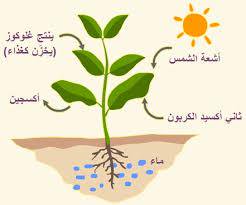 كيفية انتقال الماء في النبات