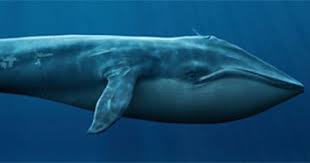كم يبلغ طول الحوت الأزرق