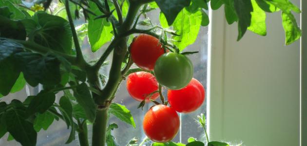 كيف تزرع الطماطم