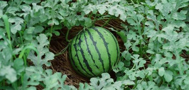 كيف تزرع البطيخ