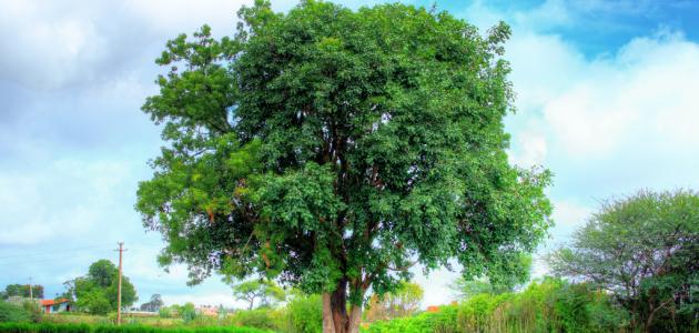 ما هي شجرة النيم