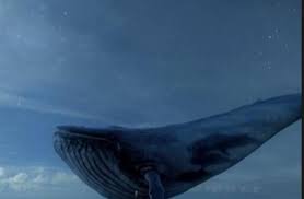 كم يبلغ وزن لسان الحوت الأزرق
