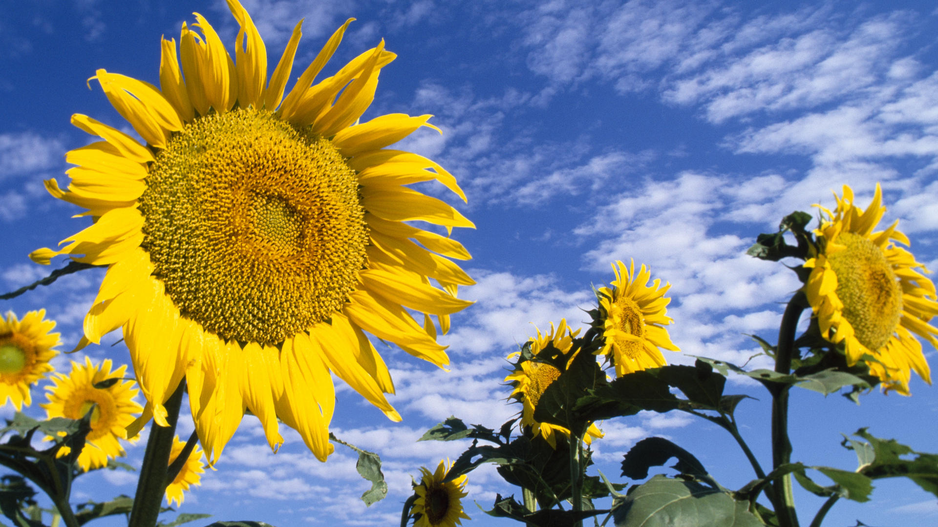 كيف تقوم بزراعة زهور دوار الشمس
