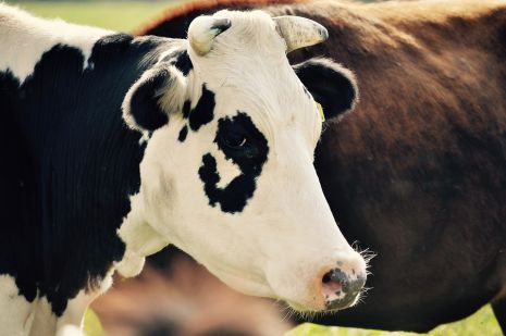 تفسير حلم رؤية البقرة فى المنام – رؤيا رمز البقرة فى الحلم