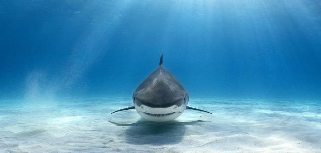 تفسير حلم رؤية سمك القرش في المنام