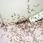 طريقة للقضاء على النمل
