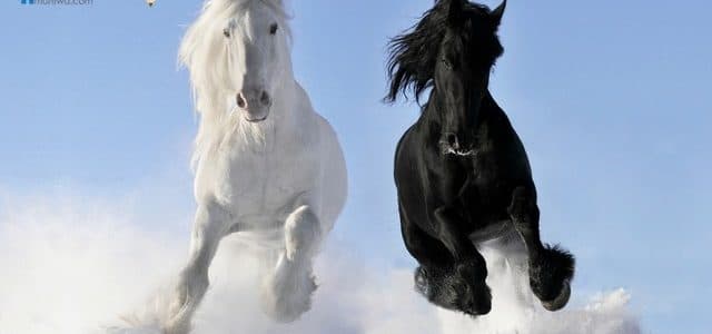 أحدث صور الخيول بيضاء وسوداء 2024