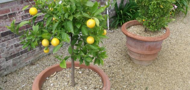 كيف أزرع الليمون