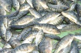 أشهر الأسماك في نهر النيل