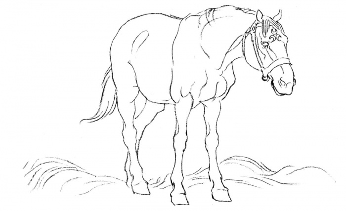 صور رسومات خيول للأطفال