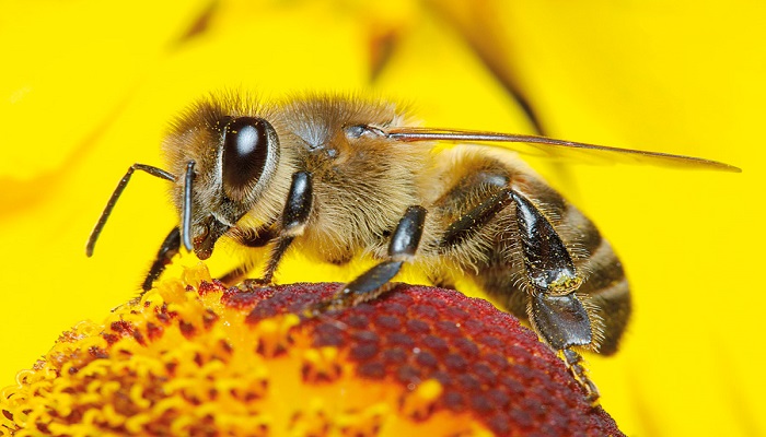 تفسير حلم رؤية النحل في المنام لابن سيرين والنابلسي
