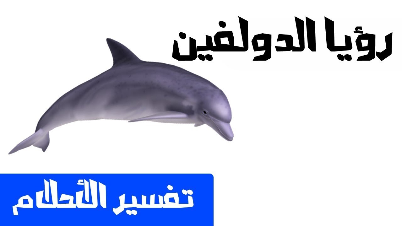 تفسير حلم رؤية الدلفين