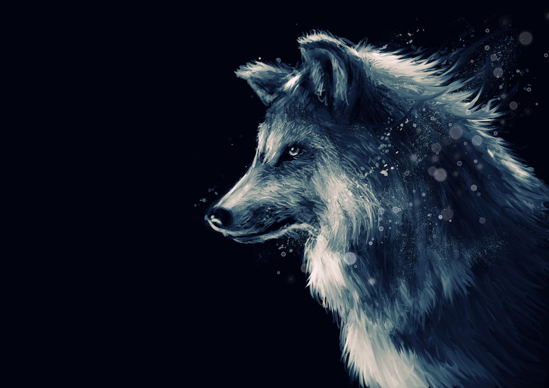 تفسير حلم رؤية الذئب فى المنام